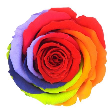<h4>PRESERVED ROSA XL RAINBOW RED 02</h4>