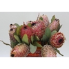 Protea Barbigera