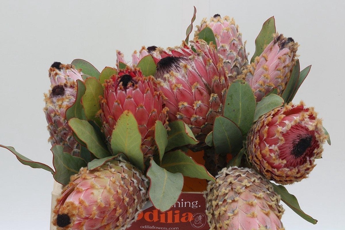 Protea Barbigera