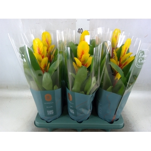 Vriesea  'Intenso Yellow Flame'