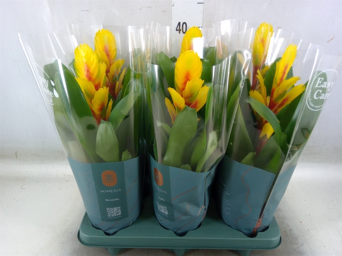 <h4>Vriesea  'Intenso Yellow Flame'</h4>