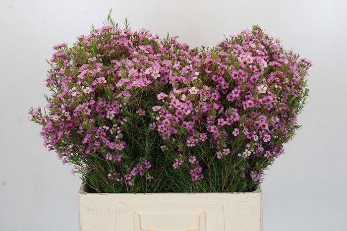 Chamelaucium Kerryn