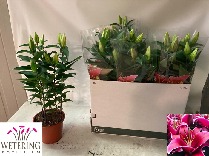 <h4>LIL OR SUNNY KEYS</h4>