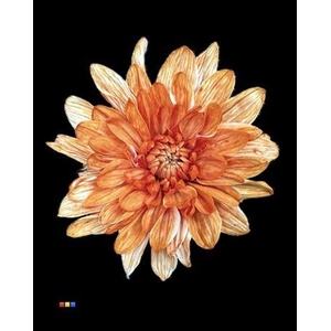 Chr T 2 Kl Baltica Latte