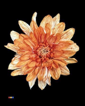 <h4>Chr T 2 Kl Baltica Latte</h4>