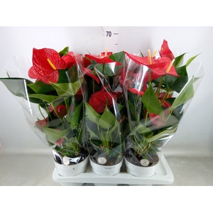 Anthurium andr. 'Minnesota'