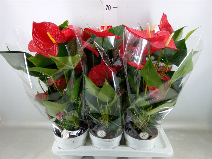 <h4>Anthurium andr. 'Minnesota'</h4>
