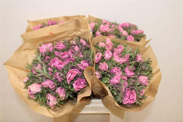 <h4>Anem Marianne Powder Pink</h4>