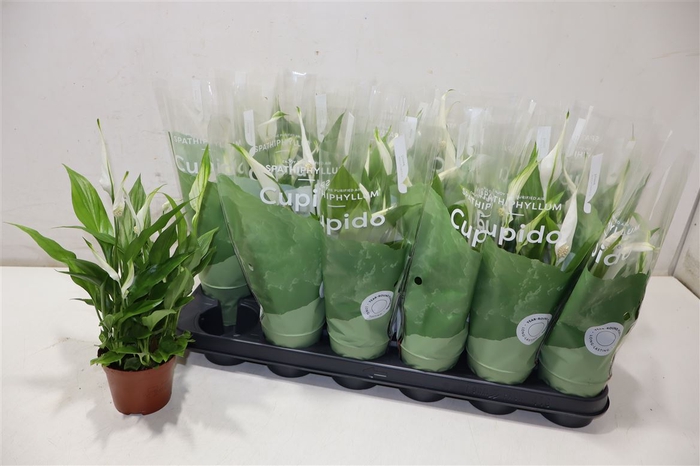 <h4>Spath Pearl Cupido</h4>