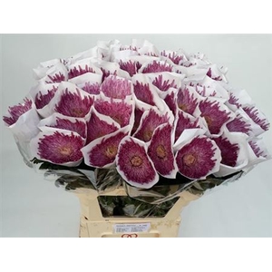 CHR G UZURI PINK