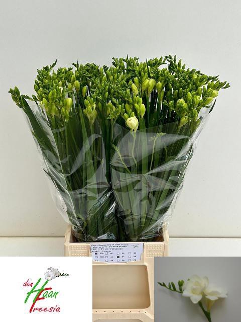 <h4>FR DU VERSAILLES</h4>