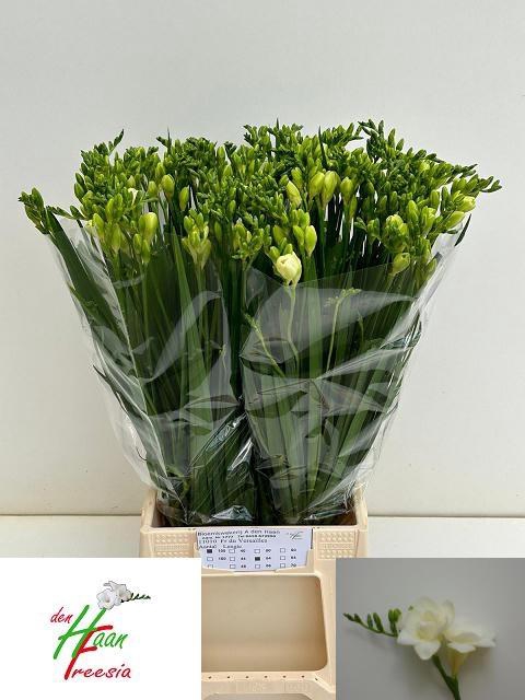 <h4>FR DU VERSAILLES</h4>