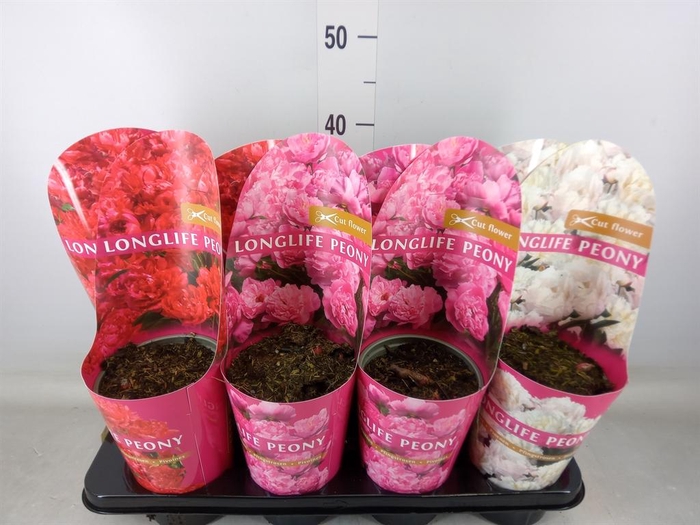 <h4>Paeonia   ...mix</h4>