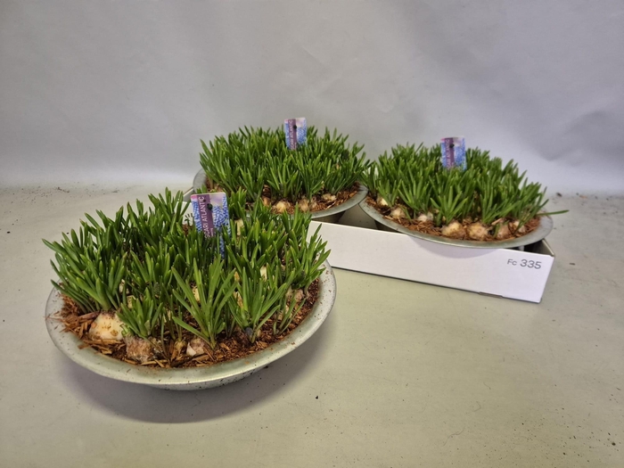 <h4>MUSCAR ATLANTIC</h4>