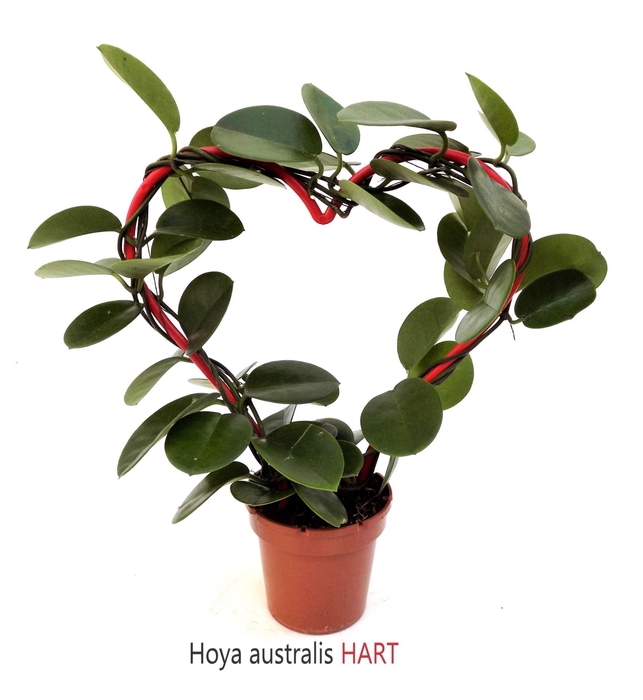 <h4>Hoya australis</h4>