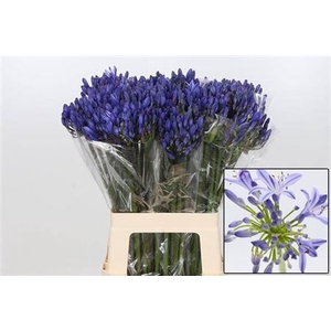 Agap Eyfori Blue