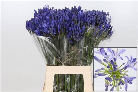 <h4>Agap Eyfori Blue</h4>