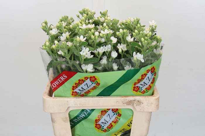 <h4>Oxypetalum coeruleum 'Perfect White Harmony'</h4>