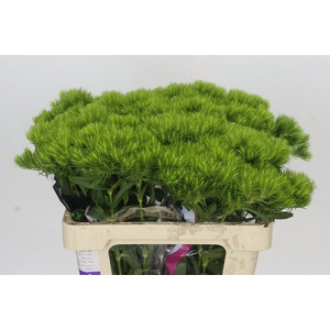 Dianthus Br Kiwi Mellow