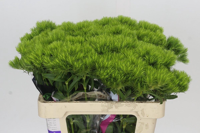 Dianthus Br Kiwi Mellow