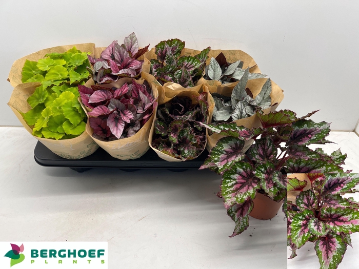 <h4>BEG BEL GEM</h4>