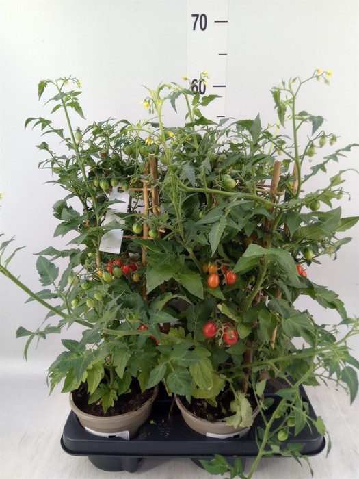 <h4>Solanum lycopersicum   ...</h4>