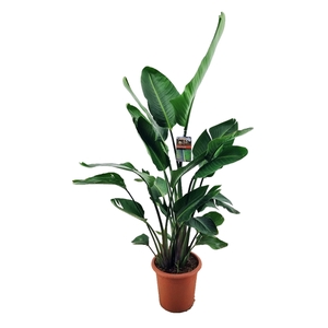 Strelitzia augusta