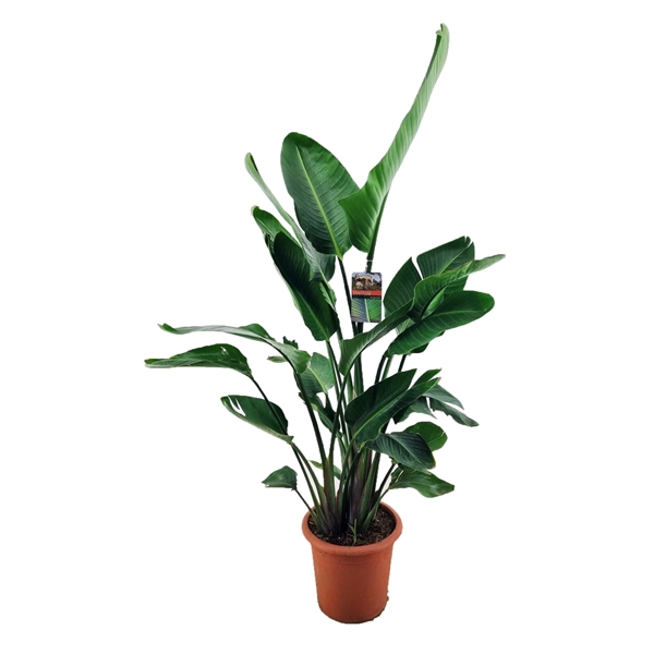 <h4>Strelitzia augusta</h4>