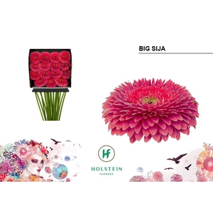 Gerbera Pomponi Big Sija Diamond per kaart