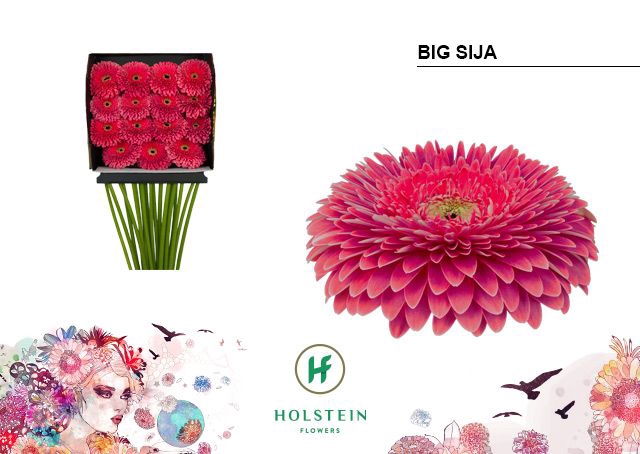<h4>Gerbera Pomponi Big Sija Diamond per kaart</h4>
