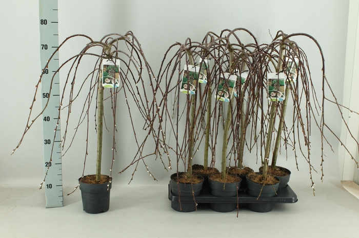 <h4>SALIX CAP KILMARNOCK</h4>