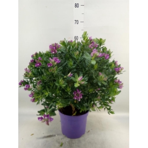Polygala myrtifolia