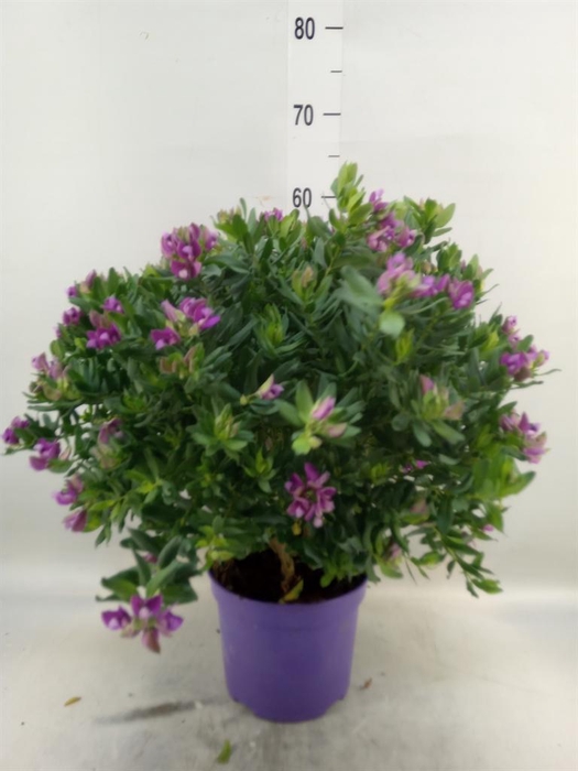 <h4>Polygala myrtifolia</h4>
