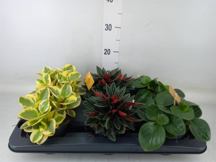<h4>Peperomia   ...mix</h4>