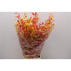 Preserved Ruscus Herfst Mix