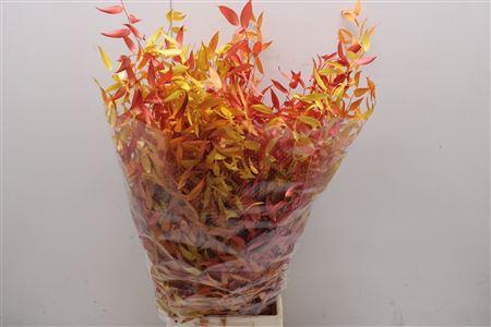 <h4>Preserved Ruscus Herfst Mix</h4>