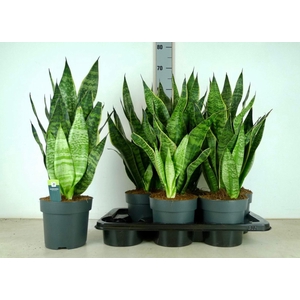 Sansevieria Zeylanica 17Ø 70cm