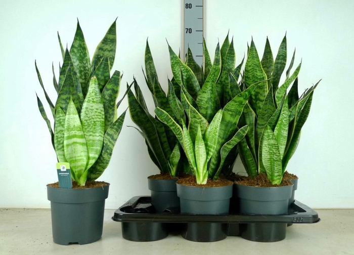 Sansevieria Zeylanica 17Ø 70cm