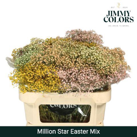 <h4>Gyps Million Star L70 Easter mix</h4>