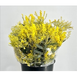 ACACIA BAILEYANA 60CM 250G