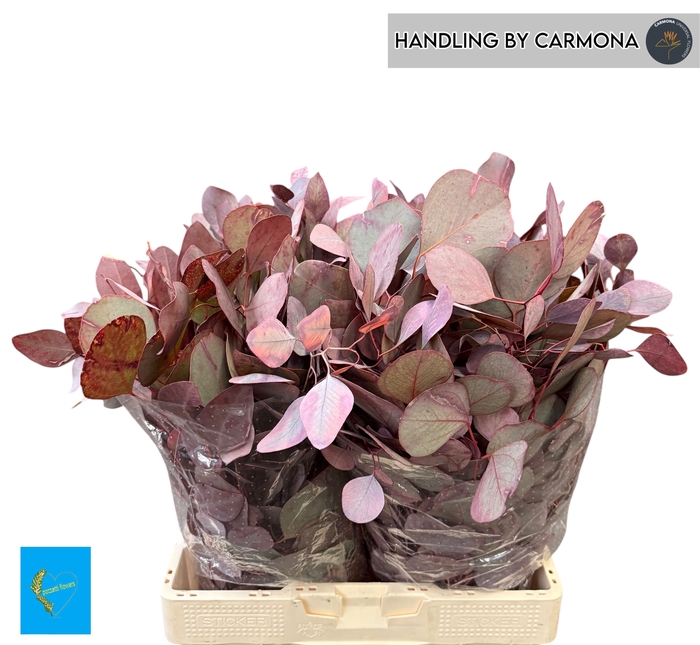 <h4>EUC POL KLB P BOS H%</h4>