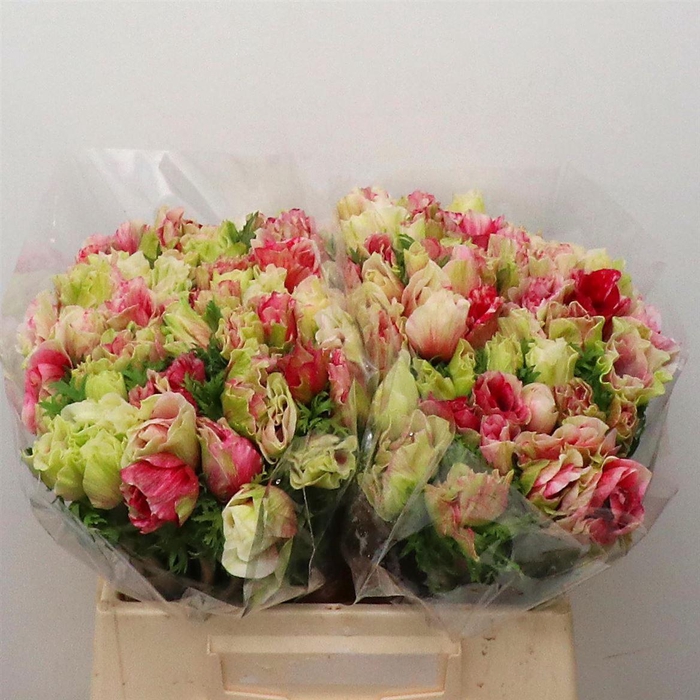 <h4>ANEMONE COR. 'MISTRAL PLUS TIGRE'</h4>