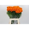 Tagetes Marigold Promise Orange