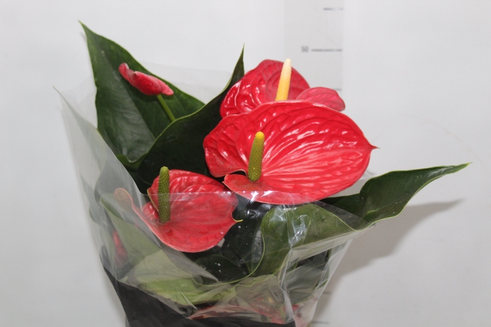 <h4>ANTHURIUM MICHIGAN P17 PREMIUM</h4>