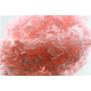 Preserved hydrangea pink light