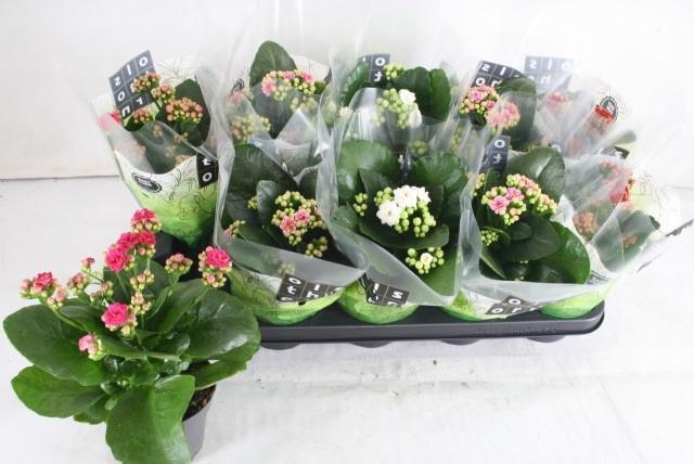 <h4>KAL GE GEM 4 KL</h4>