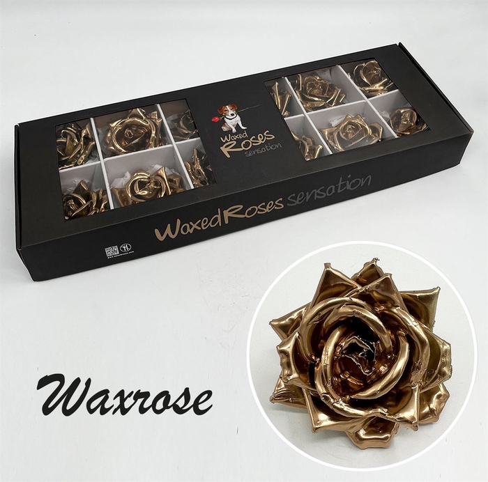 <h4>R Zijde Wx (bl) Goud</h4>