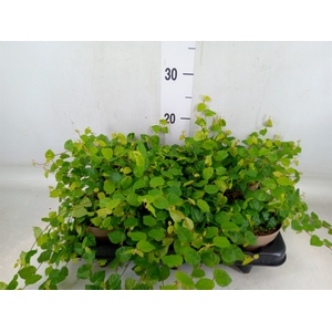 Ficus pumila 'Sunny Green'