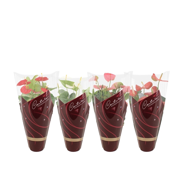 <h4>Anthurium 4 color mix in Couture Diamond sleeve</h4>