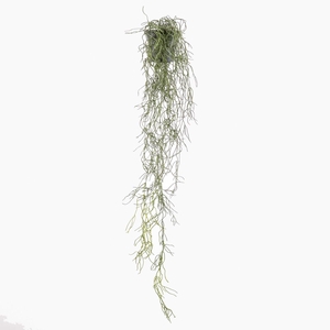 Pencil Cactus Plant in Pot Green PP550059GRN